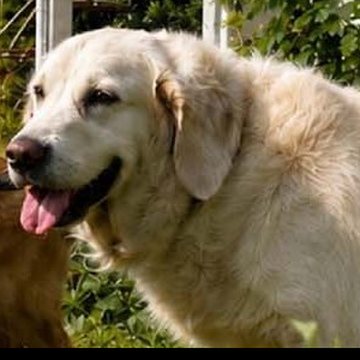 Anjing golden retriever di halaman