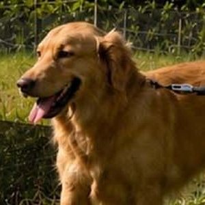 Anjing golden retriever bertali di area berumput