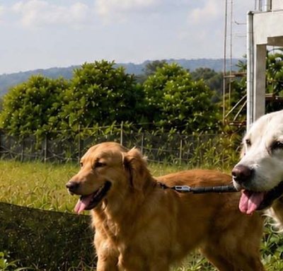 Dua anjing di halaman berpagar dengan latar perbukitan
