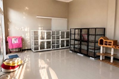 Ruang kucing dengan kandang bertingkat dan pohon panjat