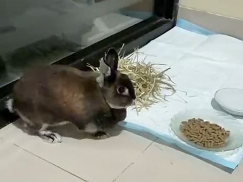 Kelinci di samping jerami dan mangkuk pelet