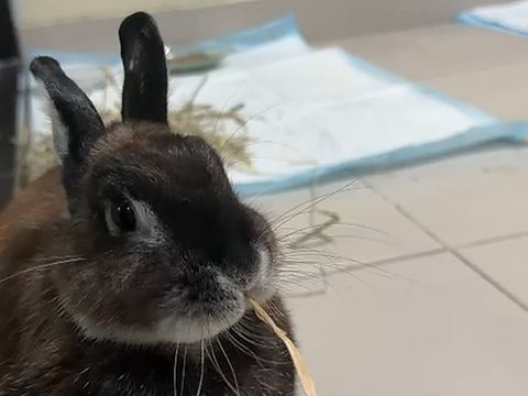 Kelinci duduk di atas alas dengan jerami di sampingnya