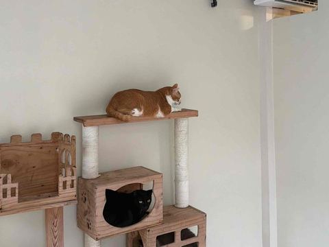 Kucing oranye dan kucing hitam di pohon panjat ruang kucing