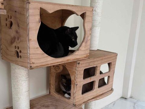 Dua kucing beristirahat di kotak pohon panjat