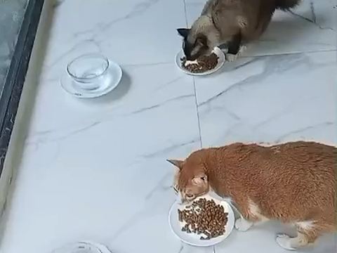 Dua kucing makan dari mangkuk masing-masing
