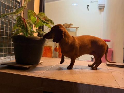 Lilly berdiri di tepi rak di samping pot tanaman