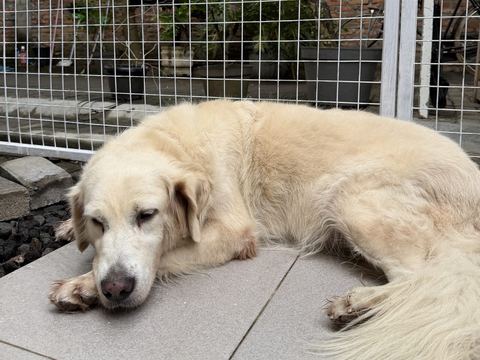 Golden retriever krem berbaring di teras dekat pagar kawat