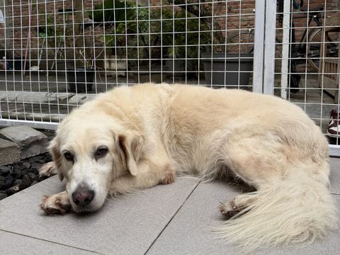 Golden retriever krem berbaring menyamping di teras