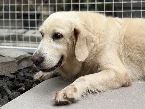 Golden retriever krem berbaring dengan kepala menempel di lantai
