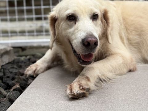 Golden retriever krem berbaring menghadap kamera