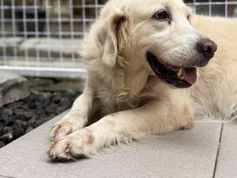 Golden retriever krem berbaring dengan mulut terbuka