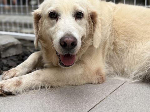 Wajah golden retriever krem dari dekat saat berbaring
