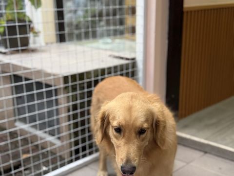 Golden retriever cokelat keemasan berdiri di ambang pintu kamar