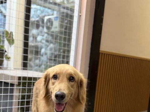 Golden retriever krem dan yang lebih muda berdiri berdampingan