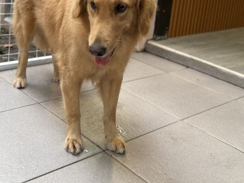 Golden retriever krem berjalan mendekati kamera di lantai kamar