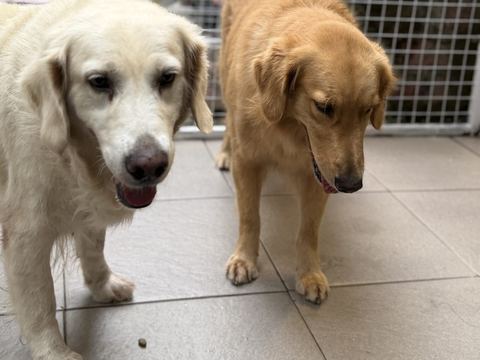Dua golden retriever berjalan beriringan di lantai kamar