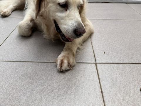 Dua golden retriever berbaring berdekatan di teras