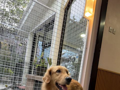 Golden retriever di depan pagar kawat kandang luar