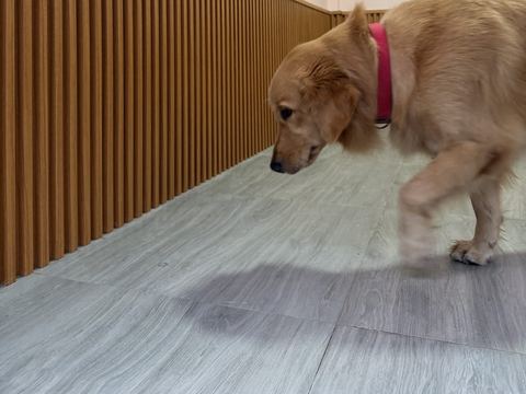 Golden retriever berkalung merah muda menunduk di lantai kamar