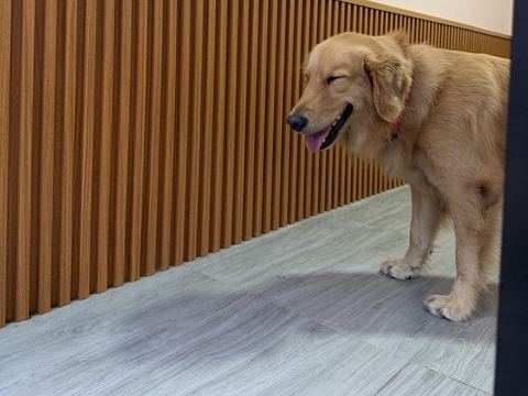 Golden retriever berdiri menyamping di depan dinding kayu