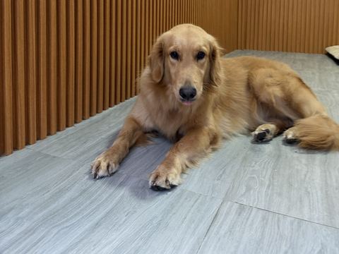 Golden retriever berbaring memanjang di lantai kayu