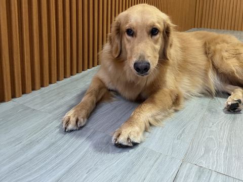 Golden retriever berbaring dengan kedua kaki depan lurus ke depan