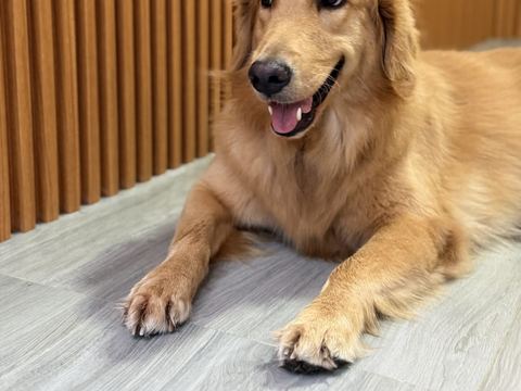 Golden retriever berbaring menghadap kamera dengan mulut terbuka