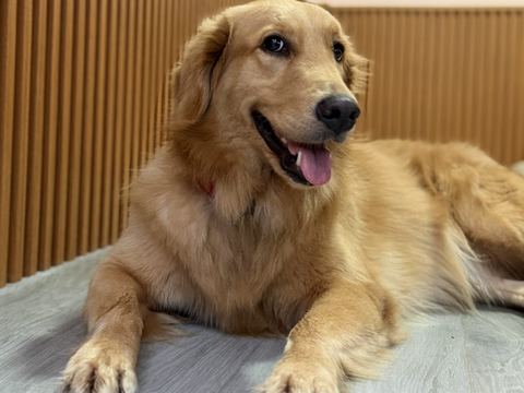 Golden retriever berbaring santai di depan dinding kayu bergaris