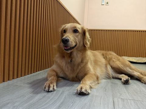 Golden retriever berbaring di sudut ruangan, agak jauh dari kamera