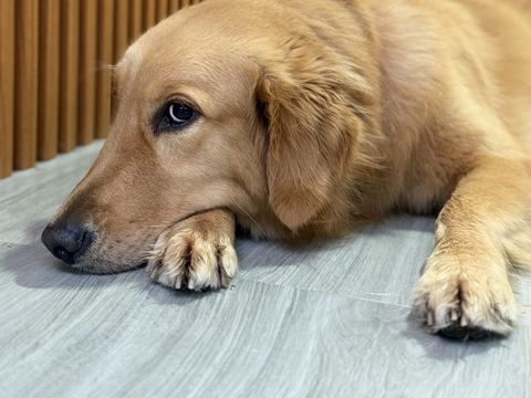 Wajah golden retriever dari dekat saat kepalanya menempel di lantai