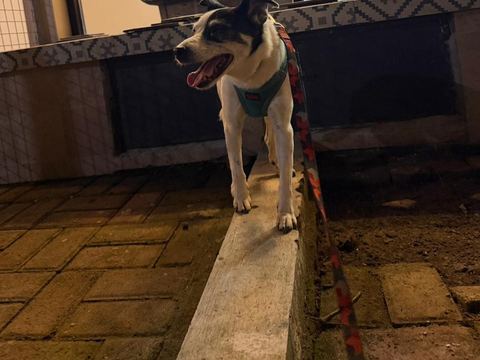 Anjing hitam putih berdiri di jalur beton halaman