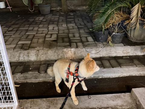 Anjing krem bertali berhenti di anak tangga halaman