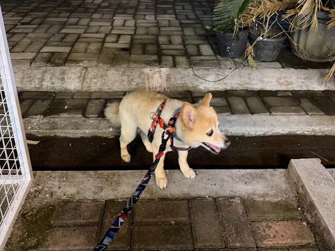 Anjing krem bertali menuruni anak tangga halaman