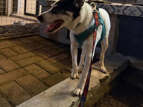 Anjing hitam putih bertali berdiri di tepi teras