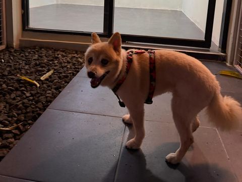 Anjing cokelat kemerahan bertali di depan pintu kamar