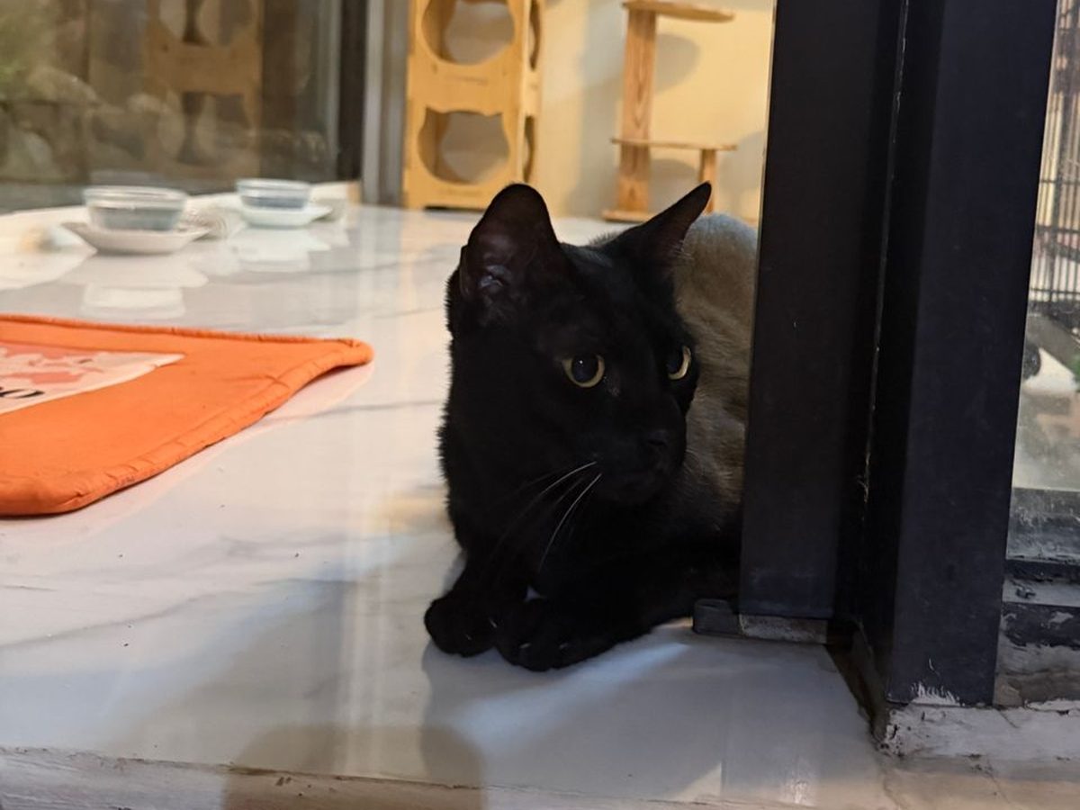 Cara memandikan kucing dengan lebih nyaman