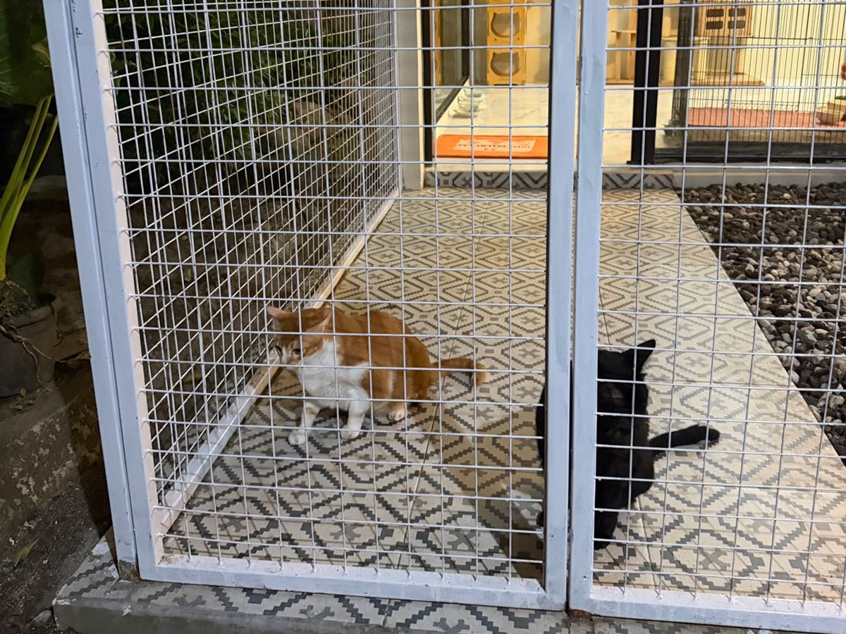 Jamur pada kucing: gejala dan langkah perawatan