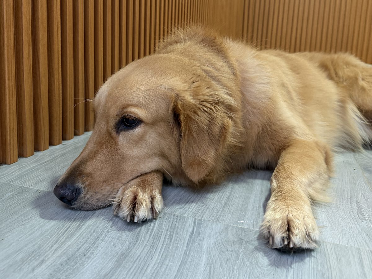 Anjing golden retriever meletakkan kepala di lantai kamar saat istirahat siang