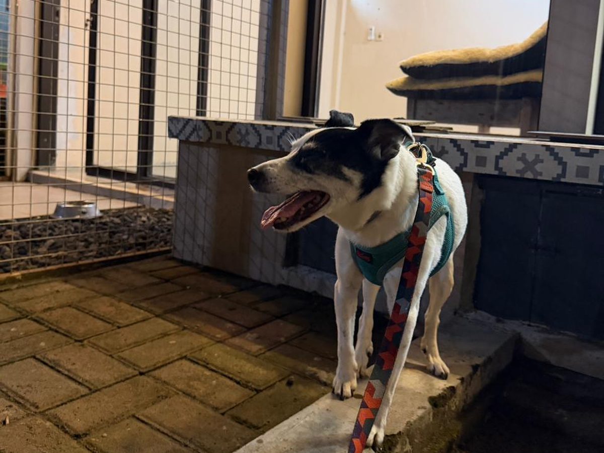 Anjing bertali berhenti di anak tangga halaman saat sesi jalan